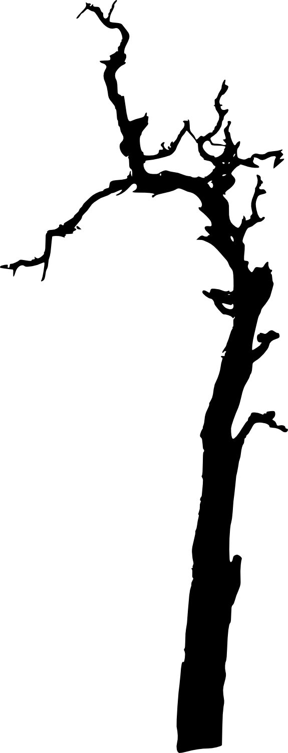 575x1500 17 Dead Tree Silhouette (Png Transparent)