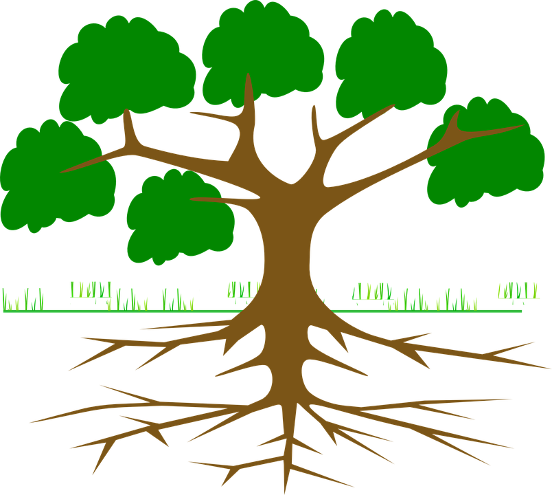 804x720 Roots Clipart Leave