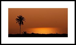 250x150 Lone Tree Silhouette During Sunset Photograph By Hegde Photos