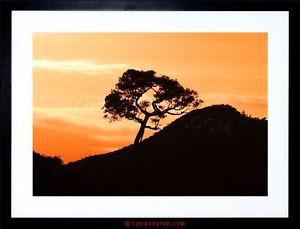 300x229 Photo Landscape Sunrise New Zealand Kauri Tree Silhouette Framed
