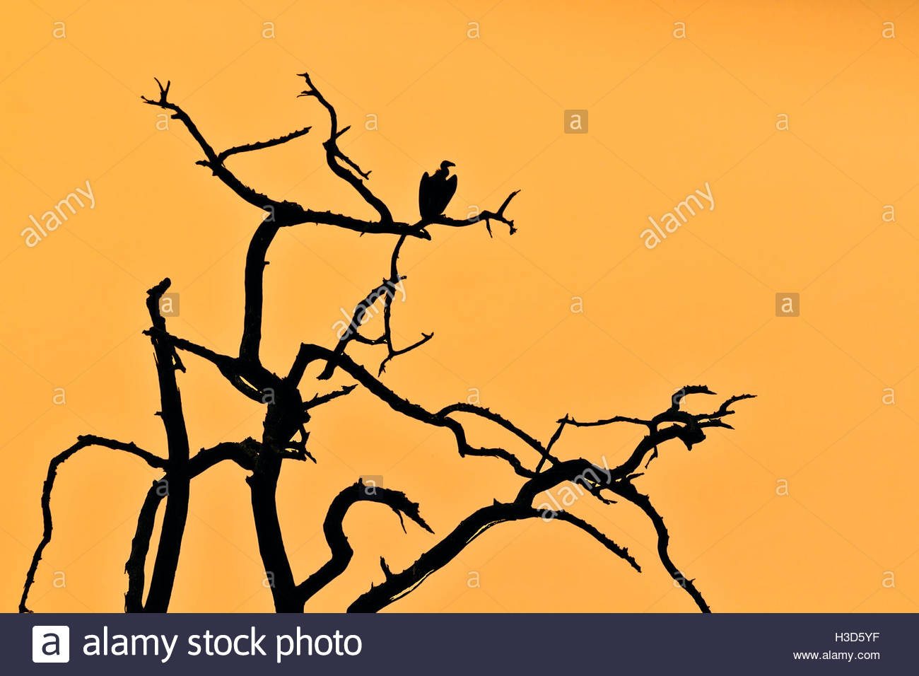 1300x956 African Tree Silhouette Stock Photos Amp African Tree Silhouette