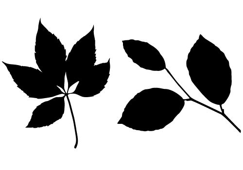 500x350 Leaf Silhouette Vector Free Download