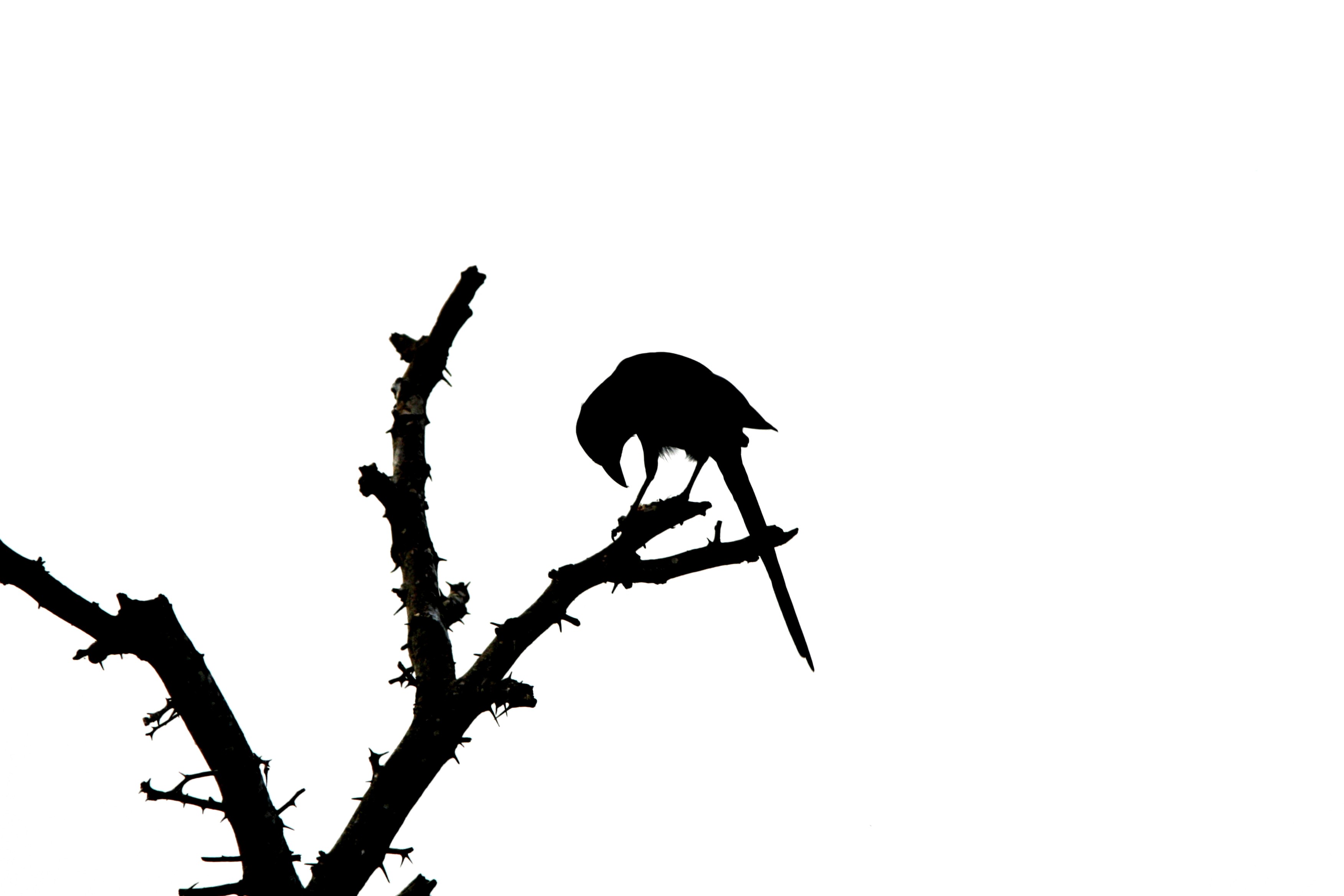 3504x2336 Wallpaper Illustration, Monochrome, Silhouette, Branch, Cartoon