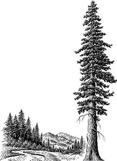 236x324 Pine Trees