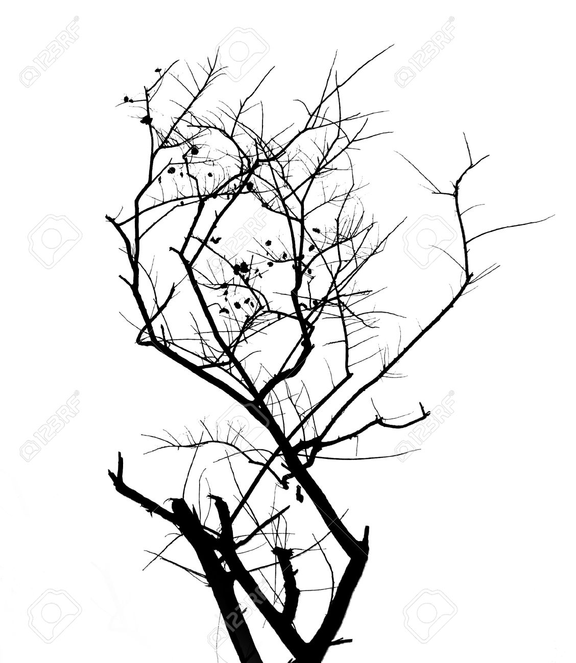 1128x1300 Drawn Branch