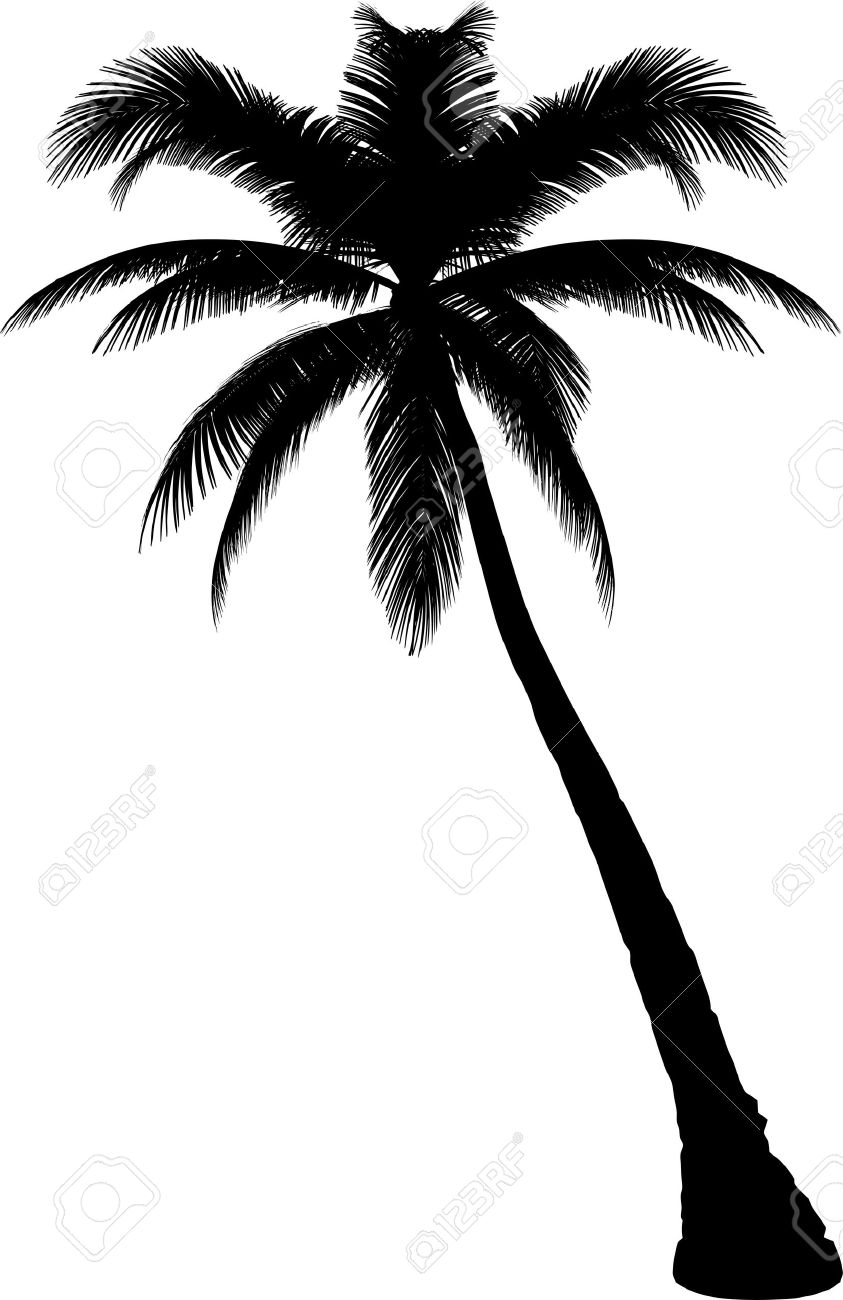 843x1300 Palm Tree Clipart Single