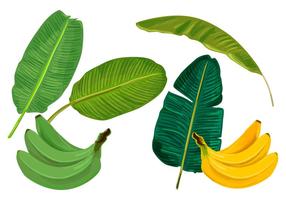 286x200 Tropical Leaves Free Vector Art