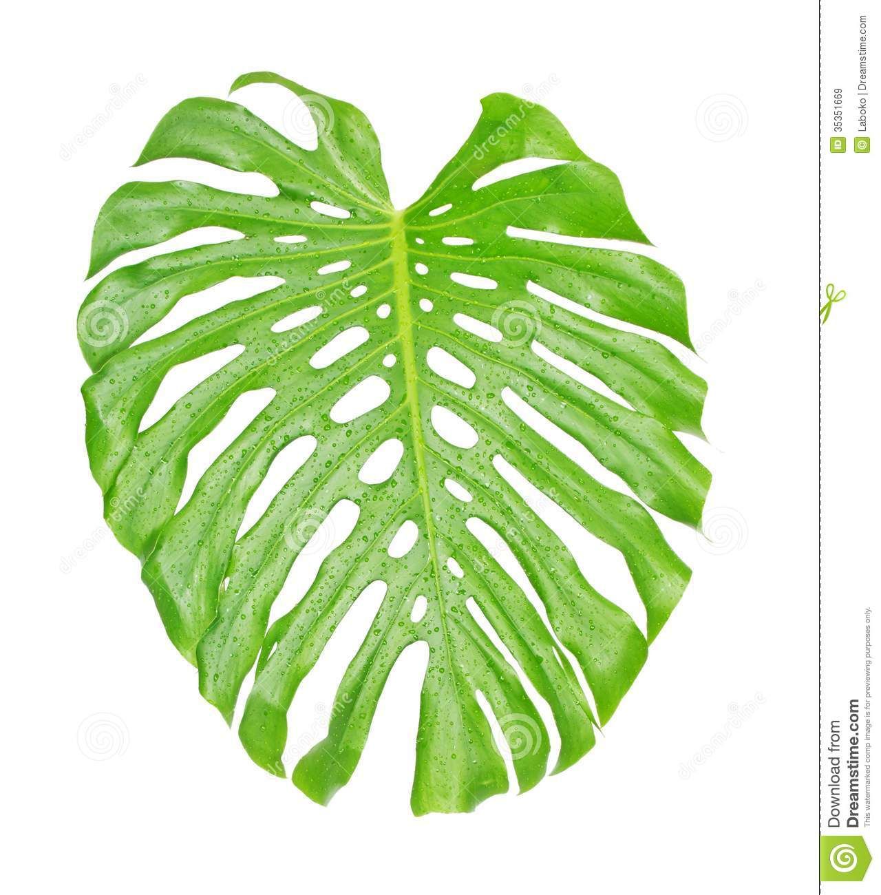 1280x1300 Image Result For Tropical Leaves Leaves Stenciling