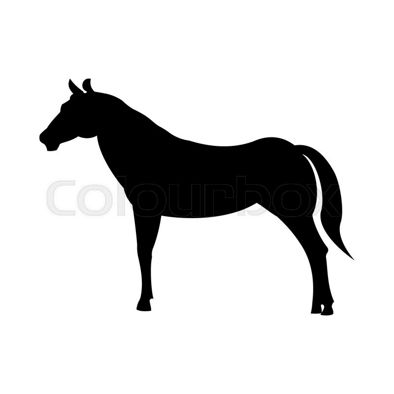800x800 Wild Horse Silhouette Isolated On White Background Stock Photo