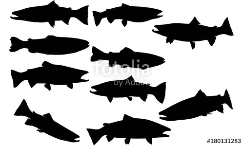 500x300 Steelhead Trout Silhouette Vector Graphics Stock Image