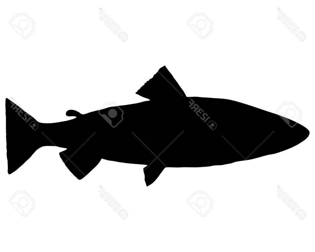 1024x819 Top 10 Stock Vector Rainbow And Brown Trout Silhouettes Photos