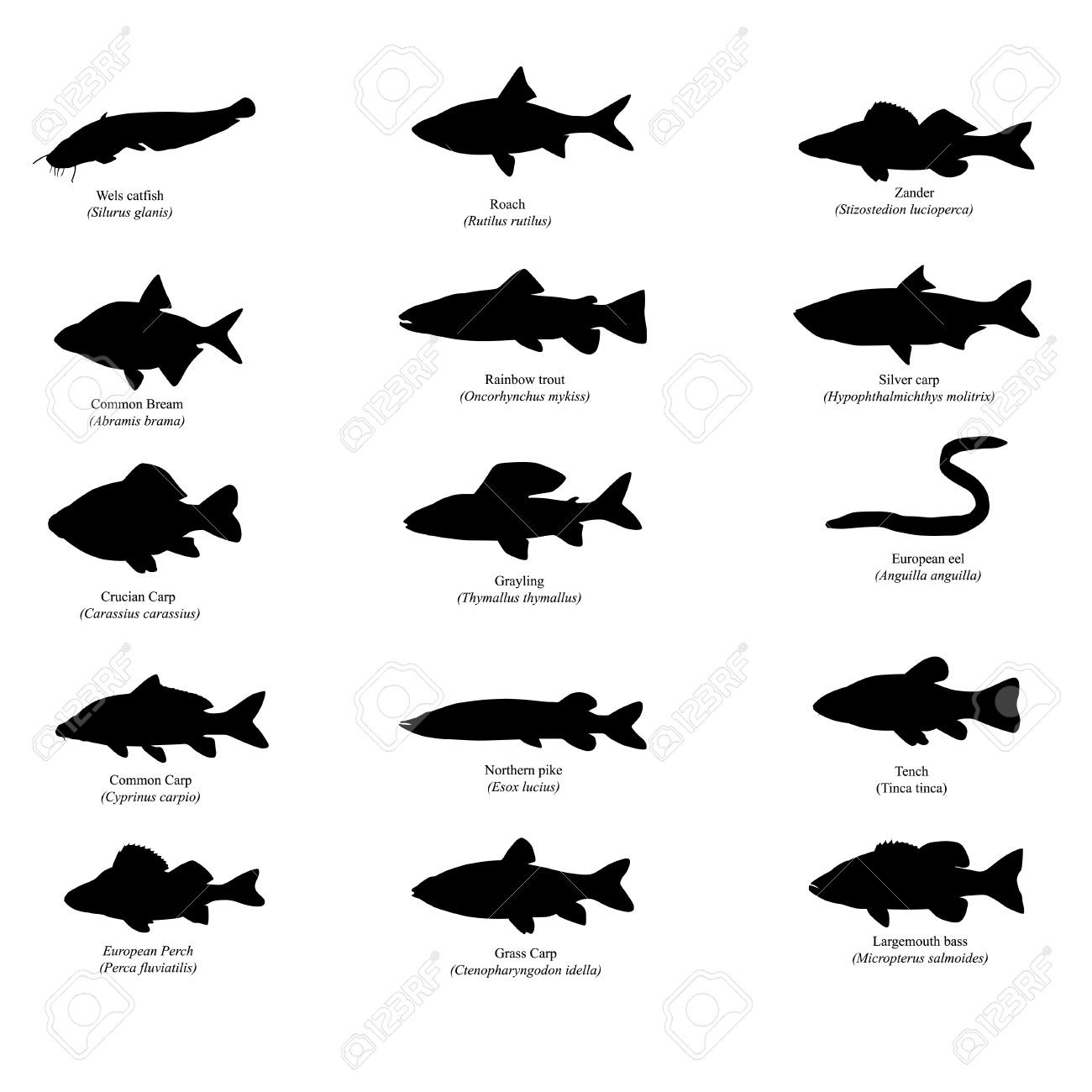 1300x1300 Trout Silhouette Clipart Pleasing Silhouettes