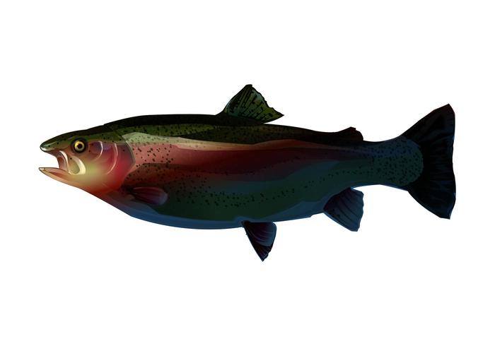 700x490 Trout Graphics