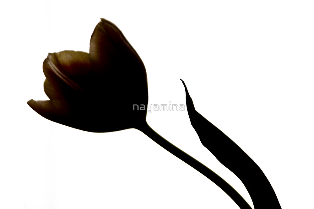 1000x667 Tulip Silhouette By Nayamina Redbubble
