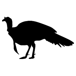 250x250 Mobile E Check