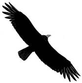 167x170 Turkey Vulture