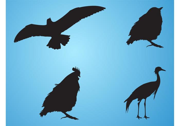 700x490 Bird Silhouettes