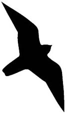 135x226 Problems With Windows, Birding Basics