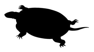 320x179 Turtle Silhouette 3 Decal Sticker