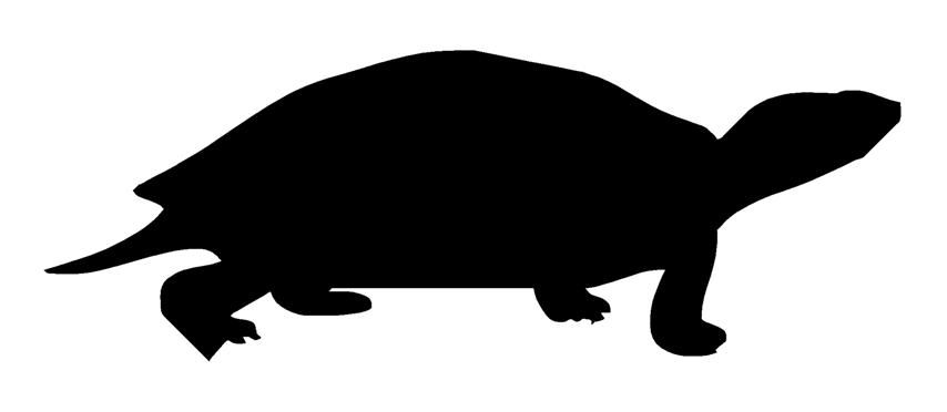 854x372 Turtle Silhouettes