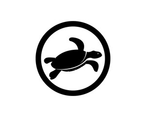 300x240 Search Photos Chelonii