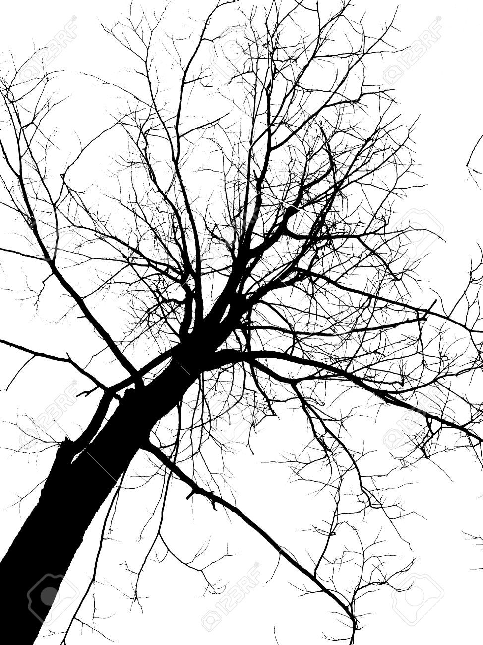 974x1300 Drawn Dead Tree Withered Tree