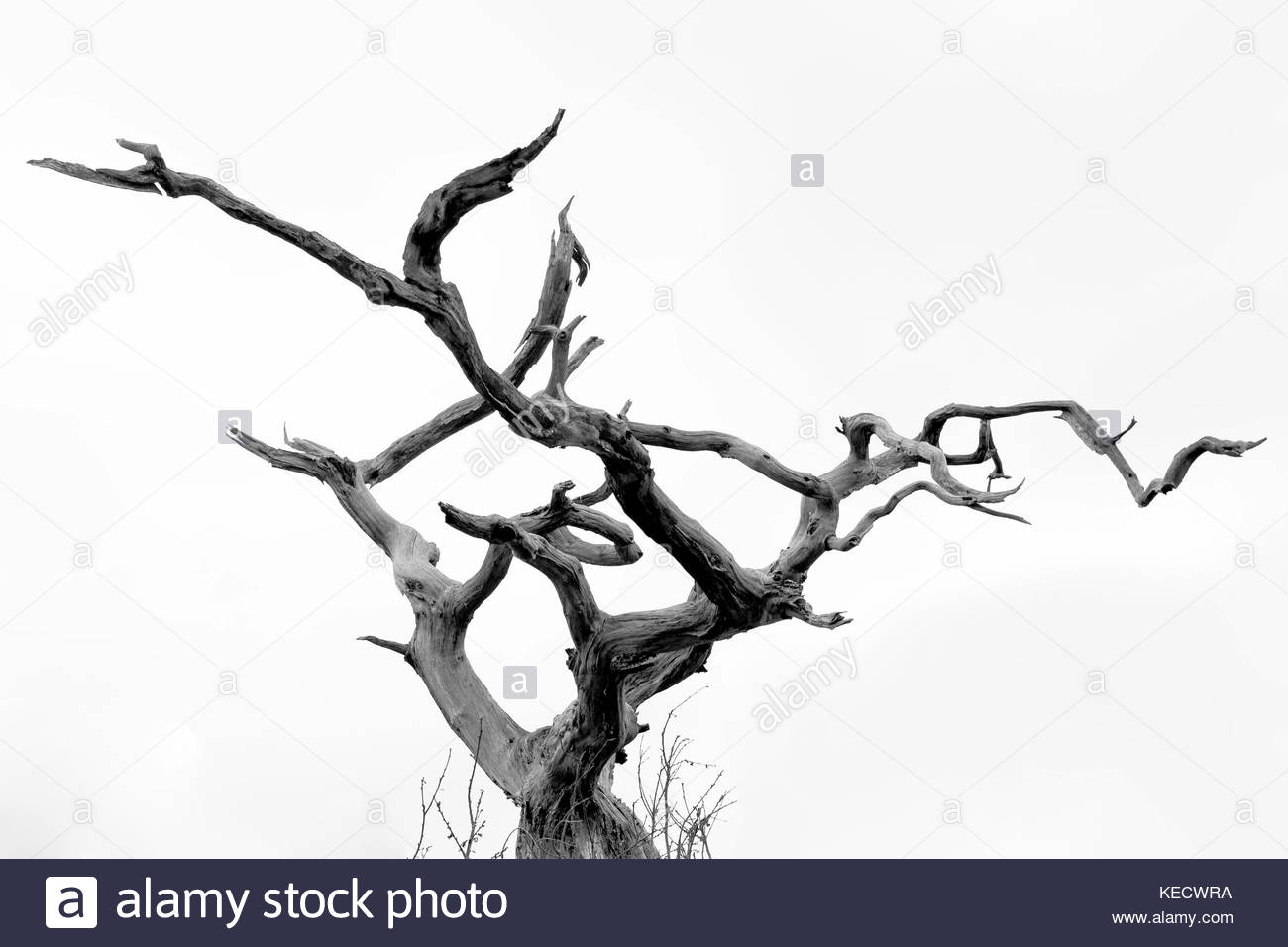 1300x956 Twisted Tree Black White Stock Photos Amp Twisted Tree Black
