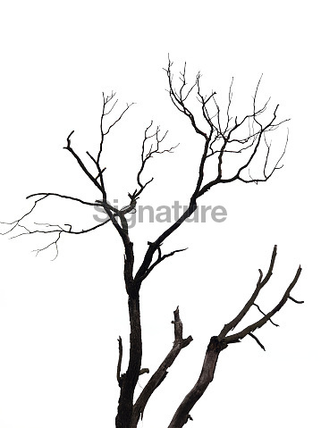359x479 Bare And Twisted Tree In Winter (886432204)