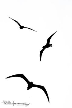 236x354 Raven Silhouette Standing Final(3) Silhouettes