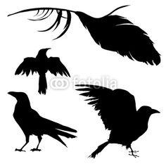 236x236 Two Old Crows Live Here Corvidae Cartoon, Artworks