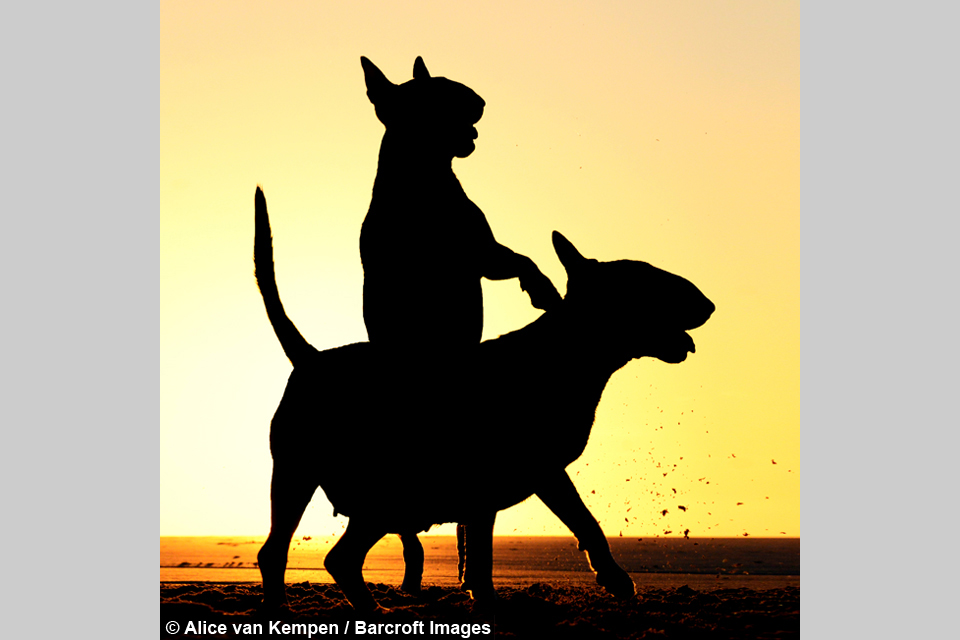 960x640 Comedy Pet Photography Awards In Full Swing With Entrants