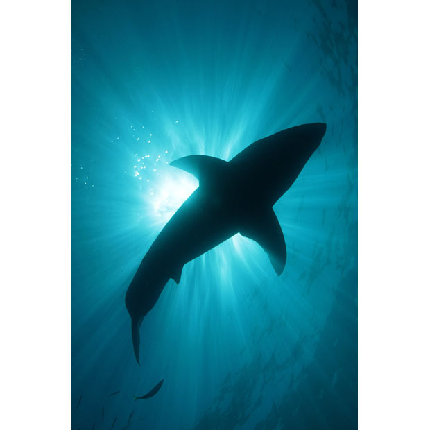 620x620 Smiling Great White Shark Underwater Photographer Amos Nachoum