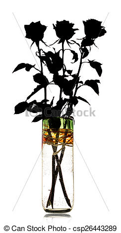244x470 Silhouette Of Roses In A Vase On A White Background Pictures