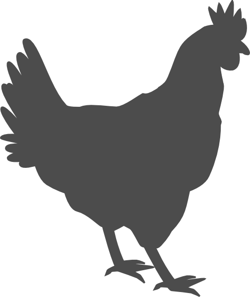 504x598 Gray Hen Clip Art