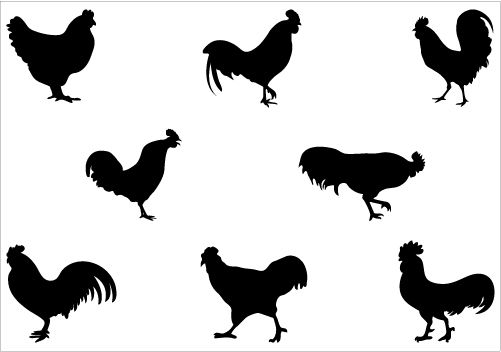 501x352 Rooster Silhouette Vector Graphics Fancy Farmer
