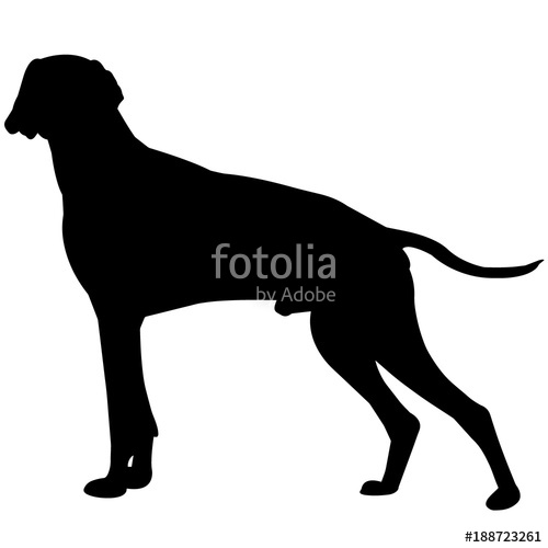 500x500 German Shorthaired Pointer Dog Silhouette Vector Graphics Stock