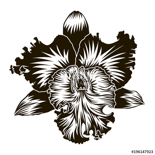 500x500 Floral Element Orchid Flower Silhouette Isoleted On White