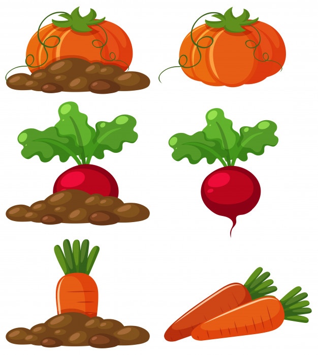 626x697 Beet Vectors, Photos And Psd Files Free Download