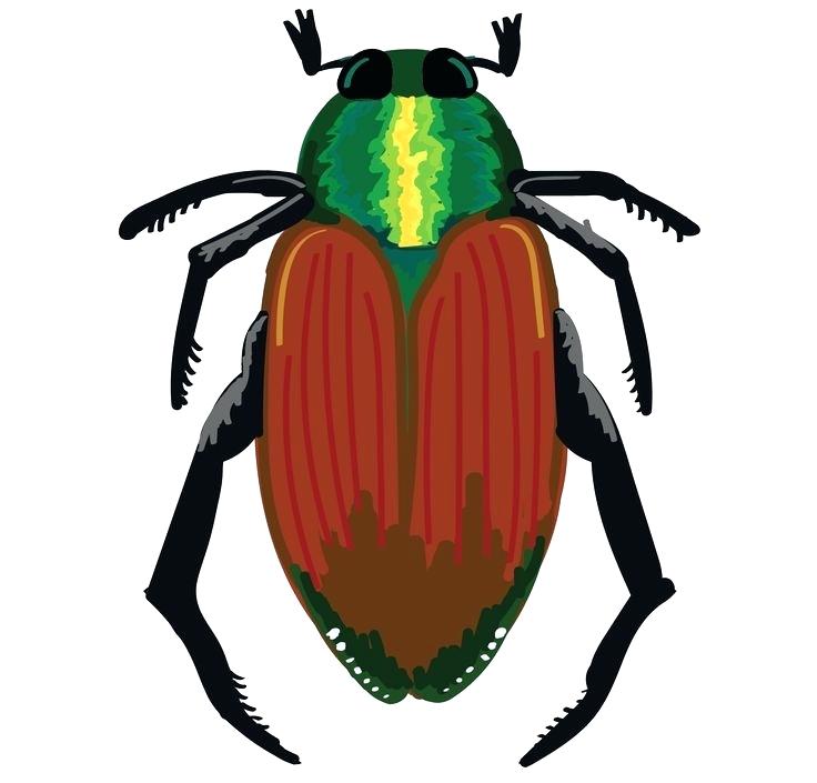 736x705 White Grub Control In Vegetable Garden White Grubs Are A Very