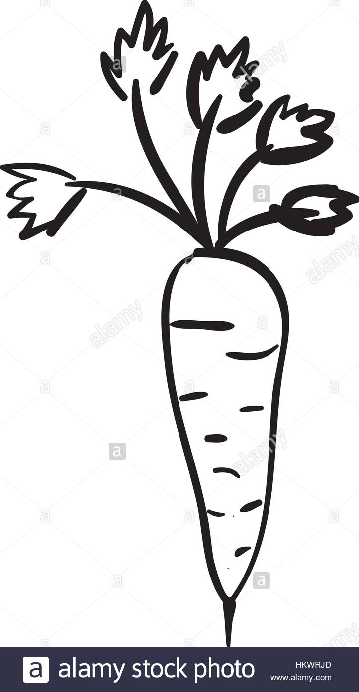 722x1390 Silhouette Carrot Vegetable Flat Icon Vector Illustration Stock