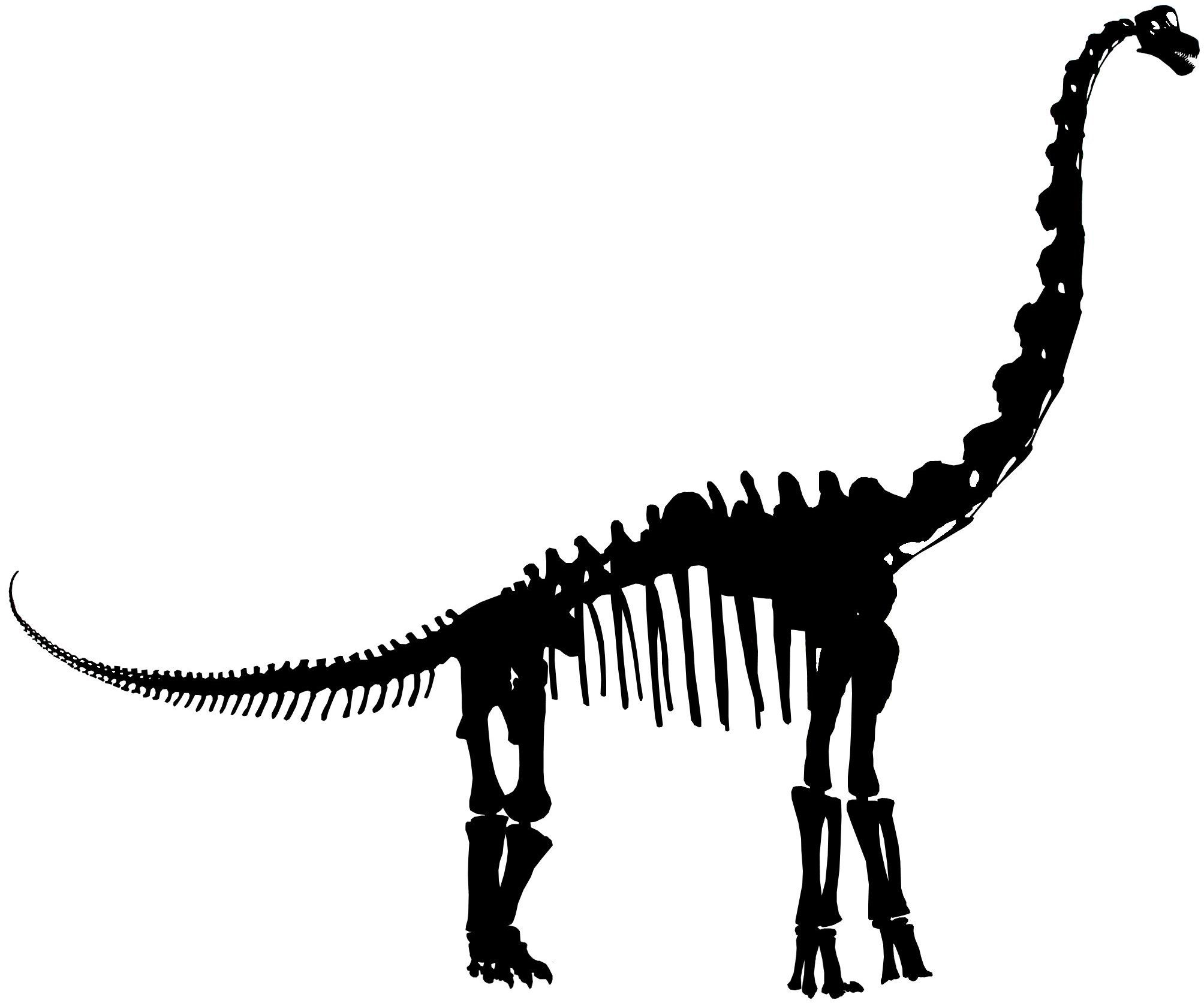 2008x1673 Dinosaur Skeleton Silhouette