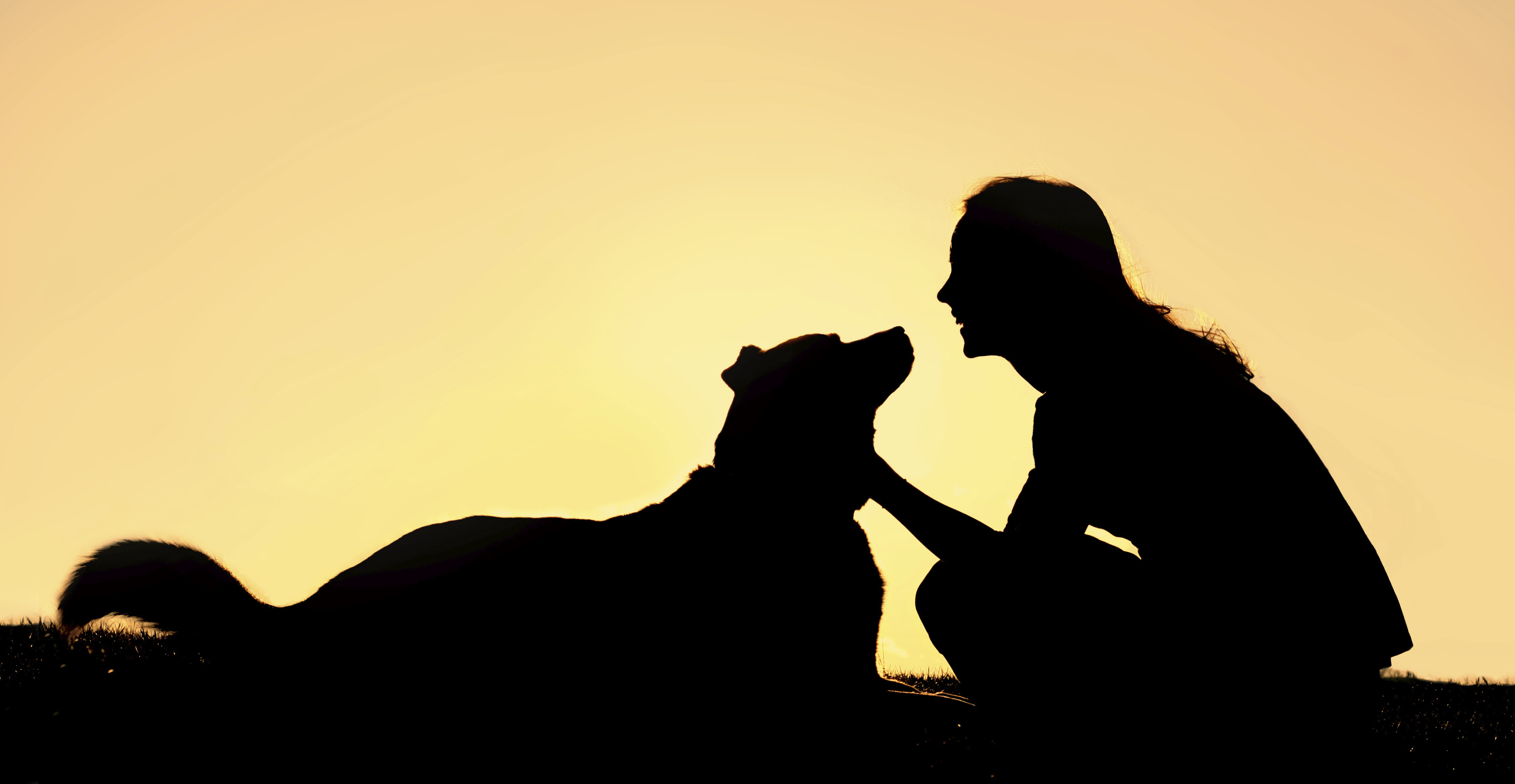 3908x2023 Happy Woman Petting German Shepherd Dog Silhouette Cooke