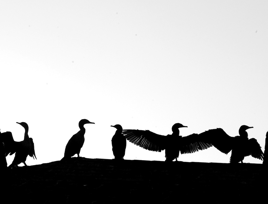 1038x790 The Vineyard Gazette