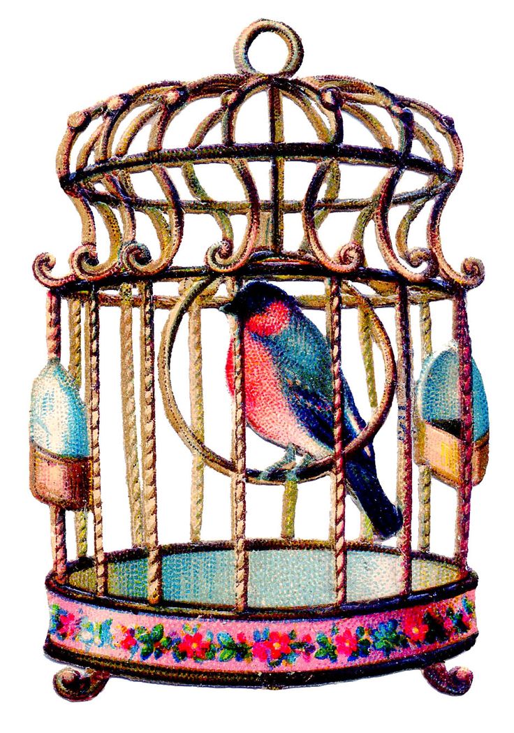 736x1049 Victorian Clipart Birdcage 4031220