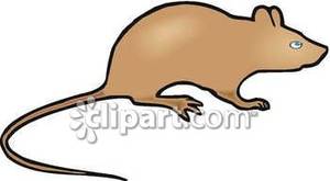 300x165 Brown Rat Silhouette