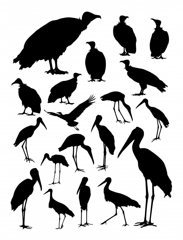 626x821 Stork And Vulture Silhouette Vector Premium Download