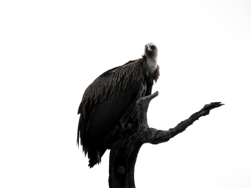 1024x768 The World's Best Photos Of Silhouette And Vulture