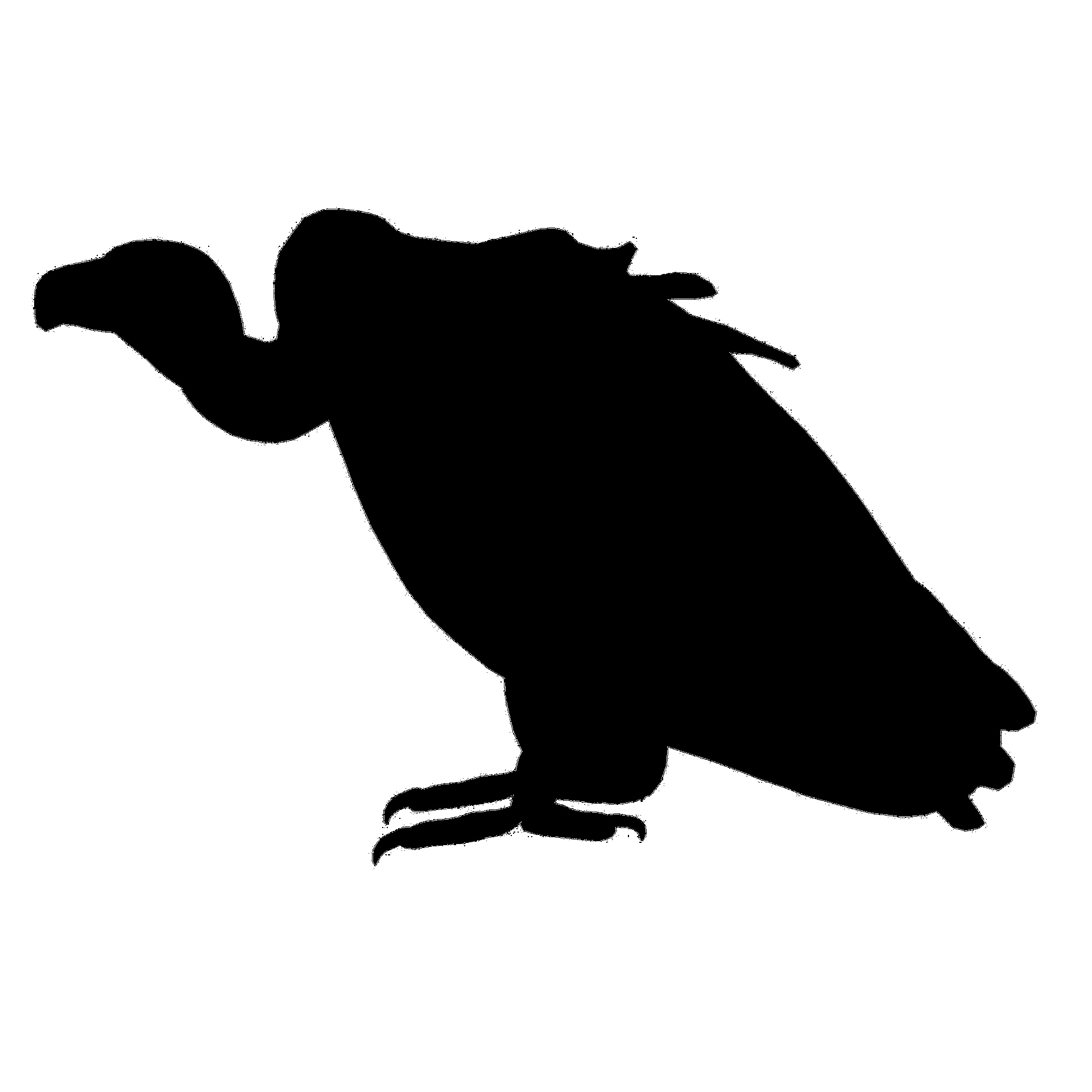 1920x1920 Black Vulture Free Stock Photo
