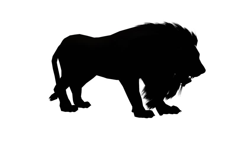 852x480 Isolated Brown Grizzly Bear Cyclical Walking. Can Be Used In Real