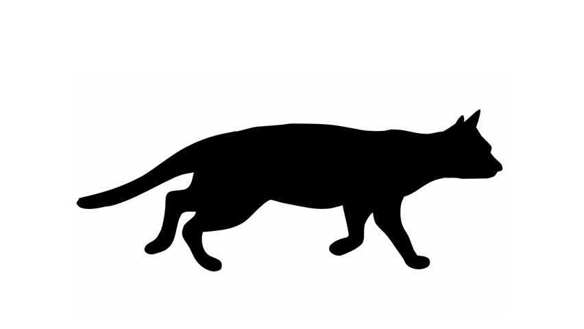 852x480 Cat Walk Cat,walks From Left To The Right.last Sequence Includes